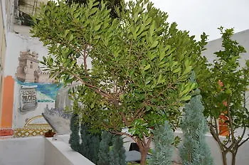Terrace Lisbon Hostel